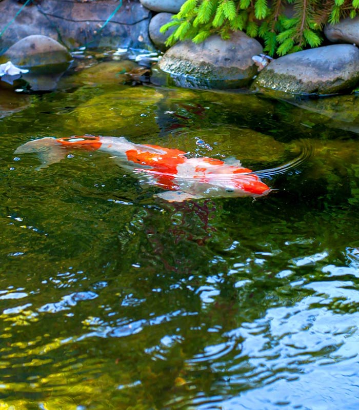 A Koi fish swimming in a pond