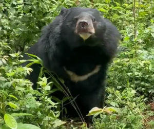A Moon Bear sitting in a forest in Bear House 7, funded by AJN Steelstock
