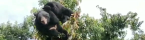 Two Sun Bears at the top of a tree looking down