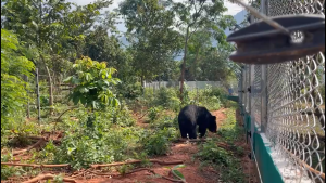 Laos wildlife sanctuary over the moon with new bear enclosure