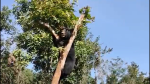 Laos wildlife sanctuary over the moon with new bear enclosure
